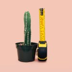 green cactus in back pot beside tape measure